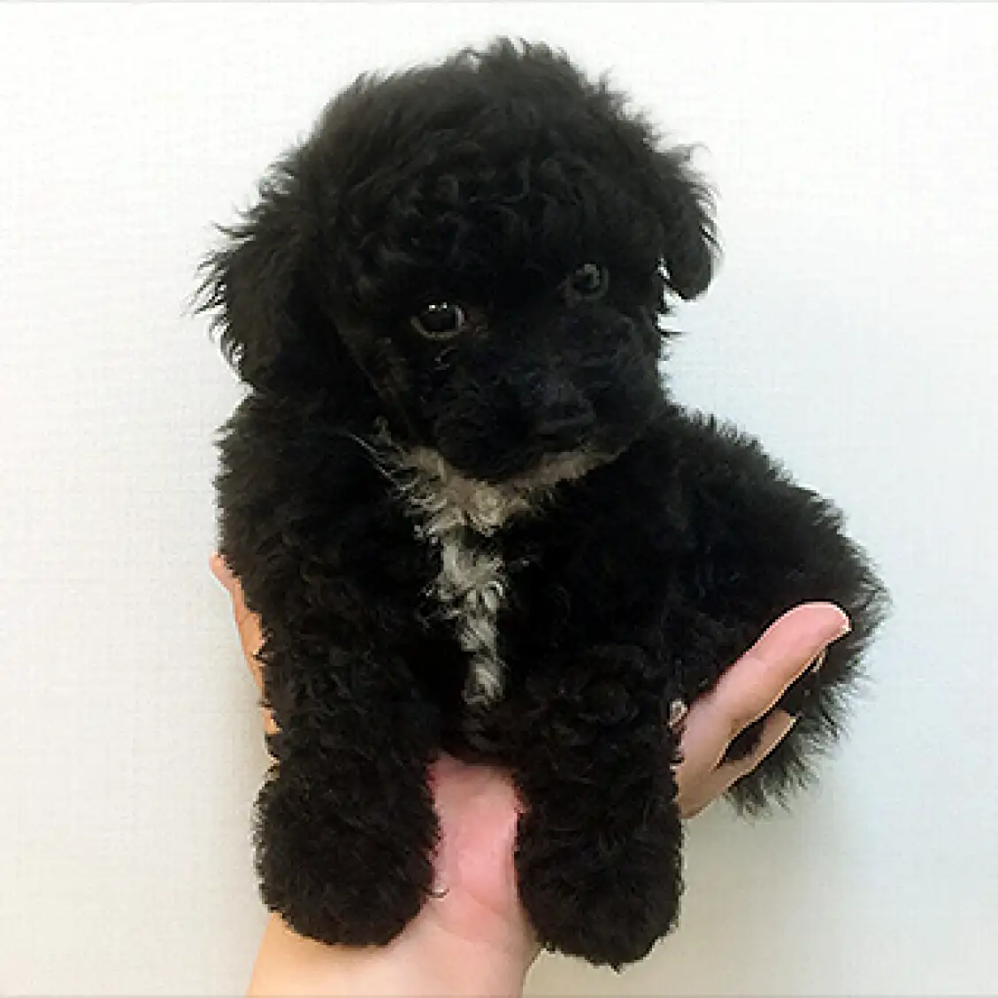 トイ・プードル