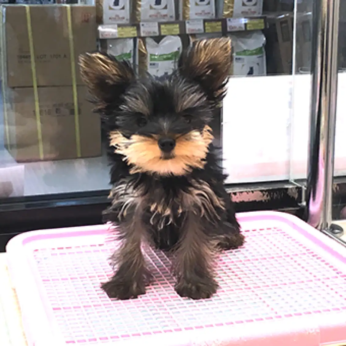 ヨークシャーテリア