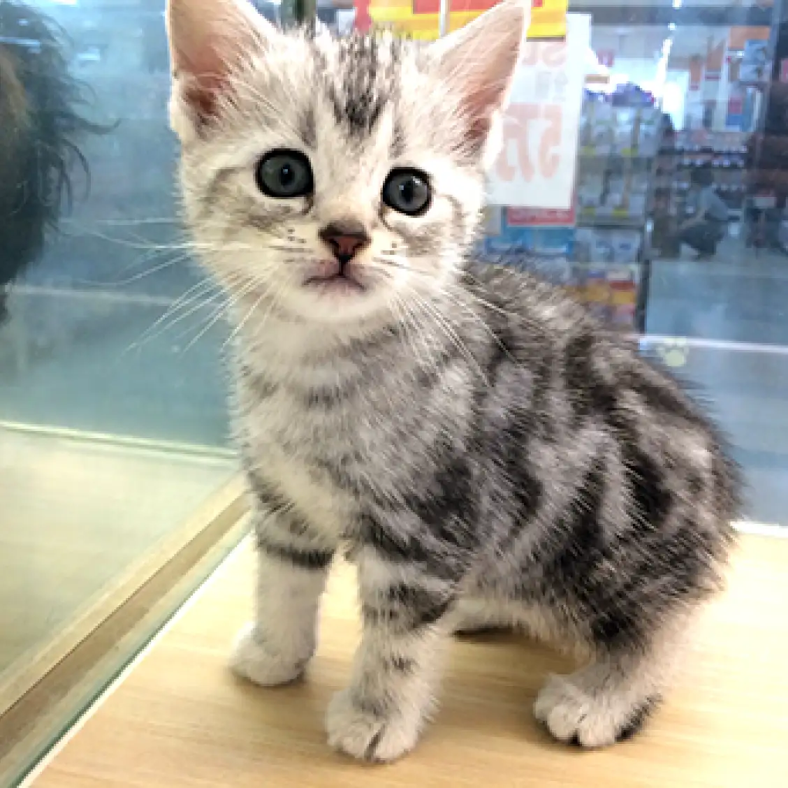 アメリカンショートヘア