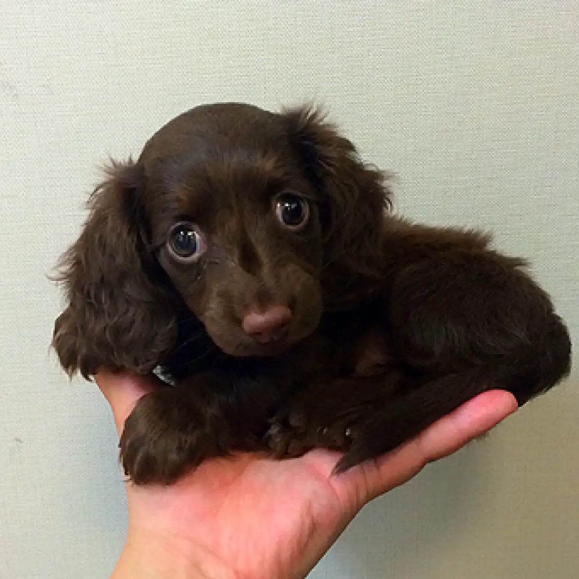 カニンヘン・ダックスフント