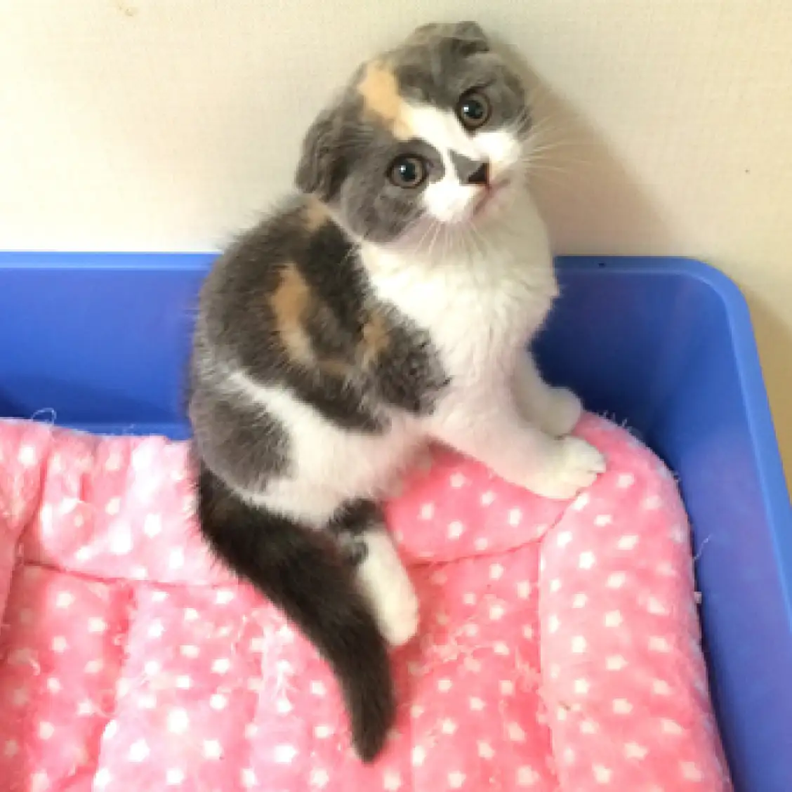 スコティッシュフォールド