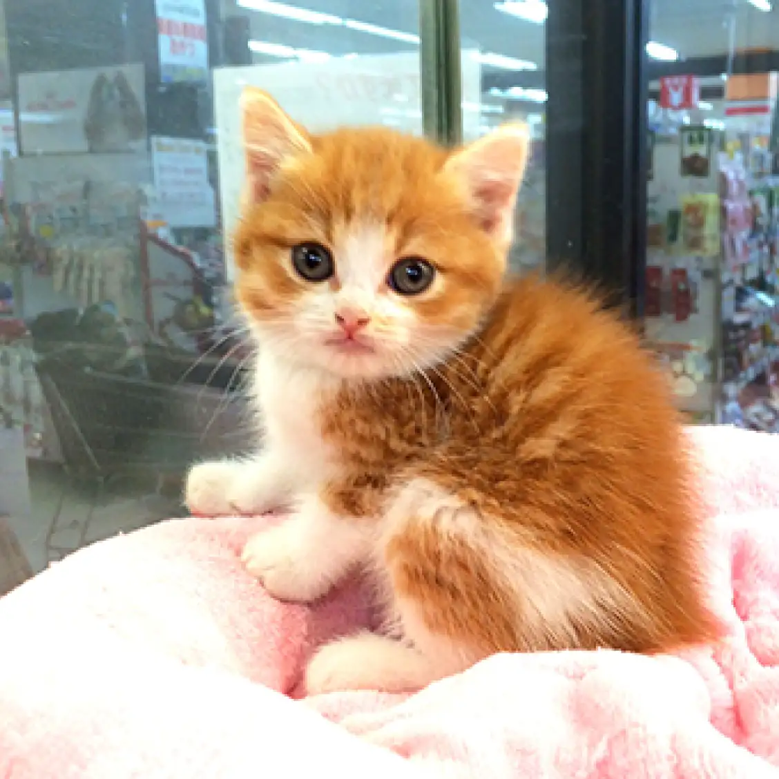 スコティッシュフォールド