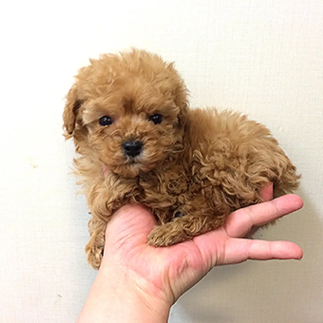 トイ・プードル