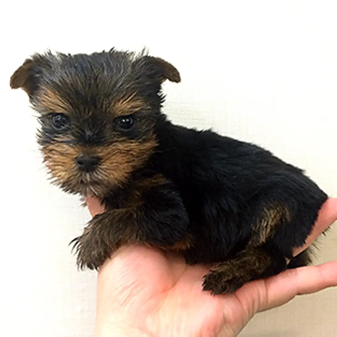 ヨークシャーテリア