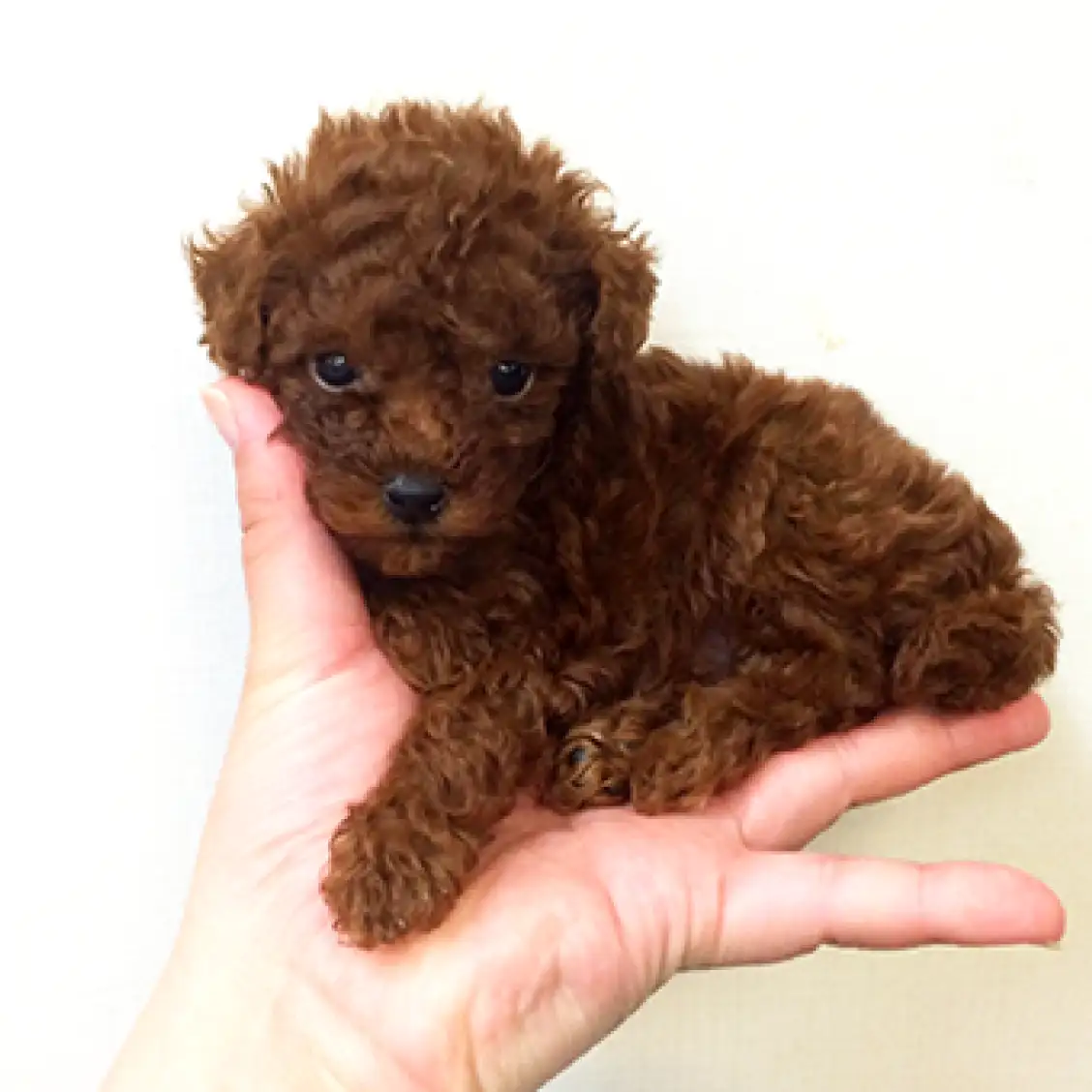 トイ・プードル