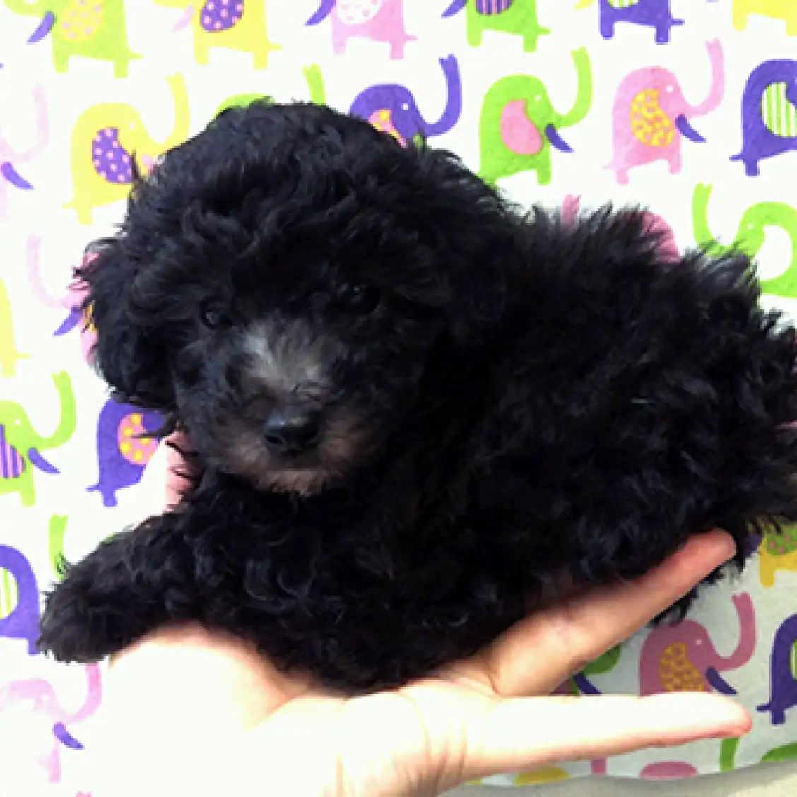 トイ・プードル