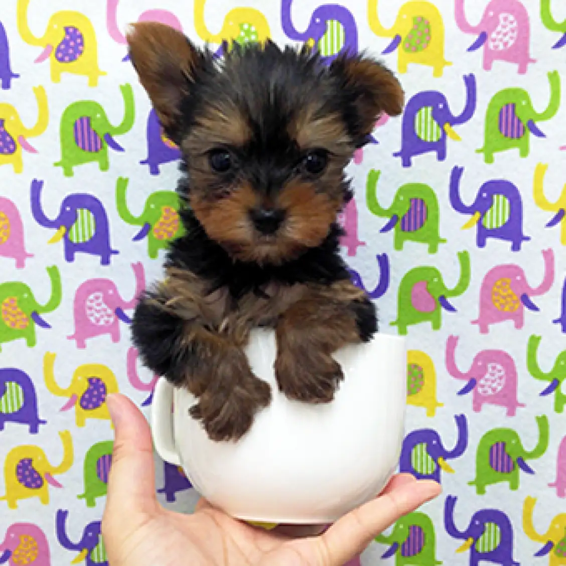 ヨークシャーテリア