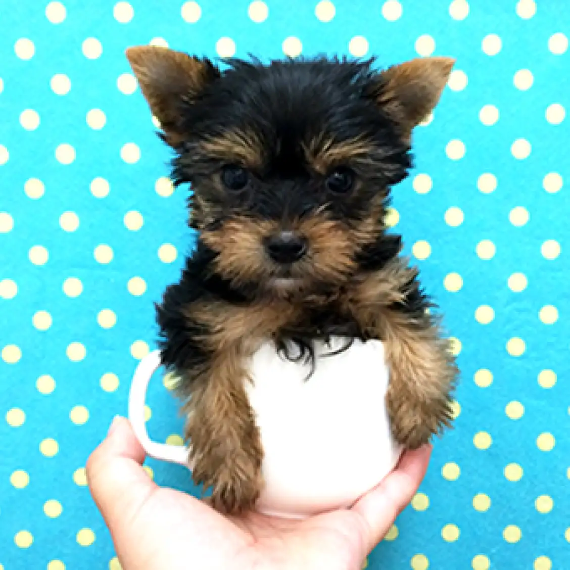 ヨークシャーテリア