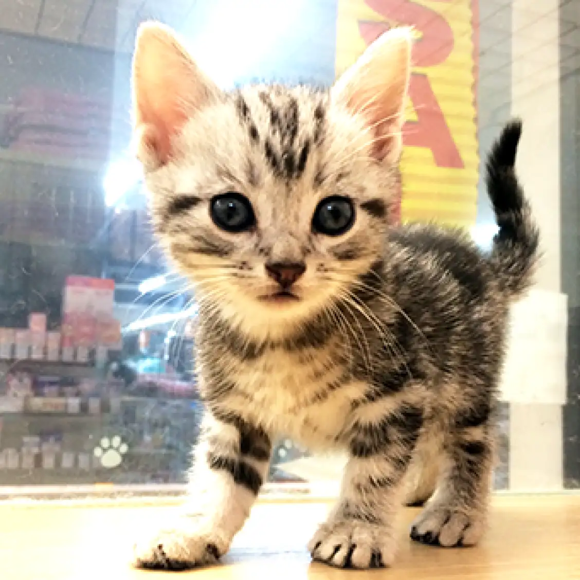 アメリカンショートヘア