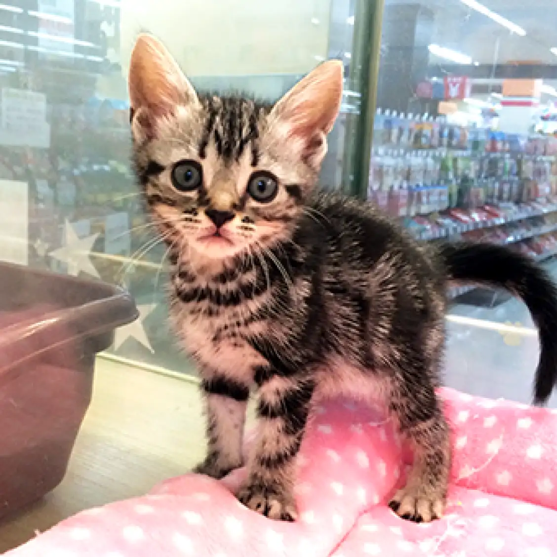 アメリカンショートヘア