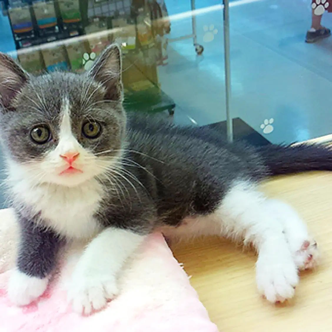 ブリティッシュショートヘア