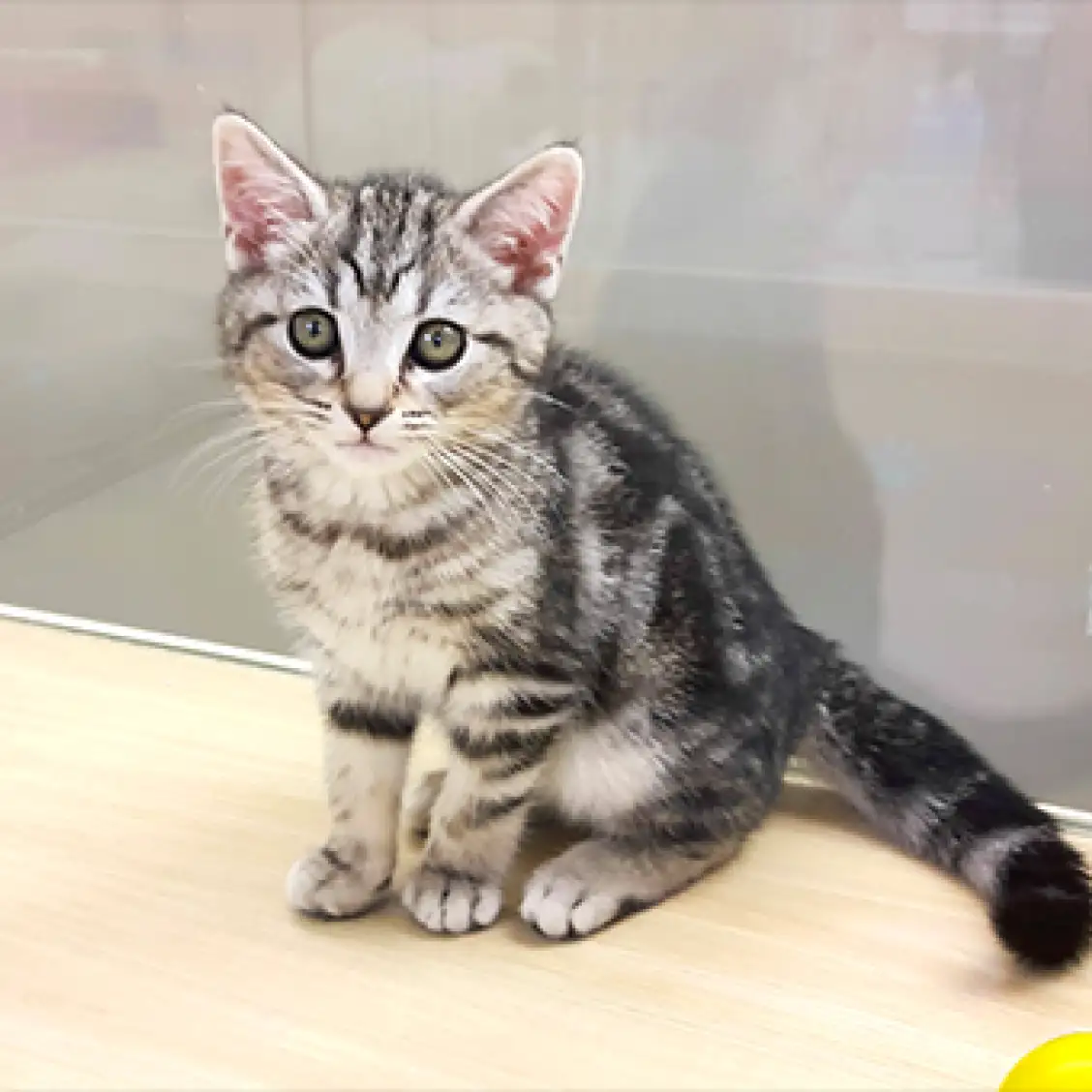 アメリカンショートヘア