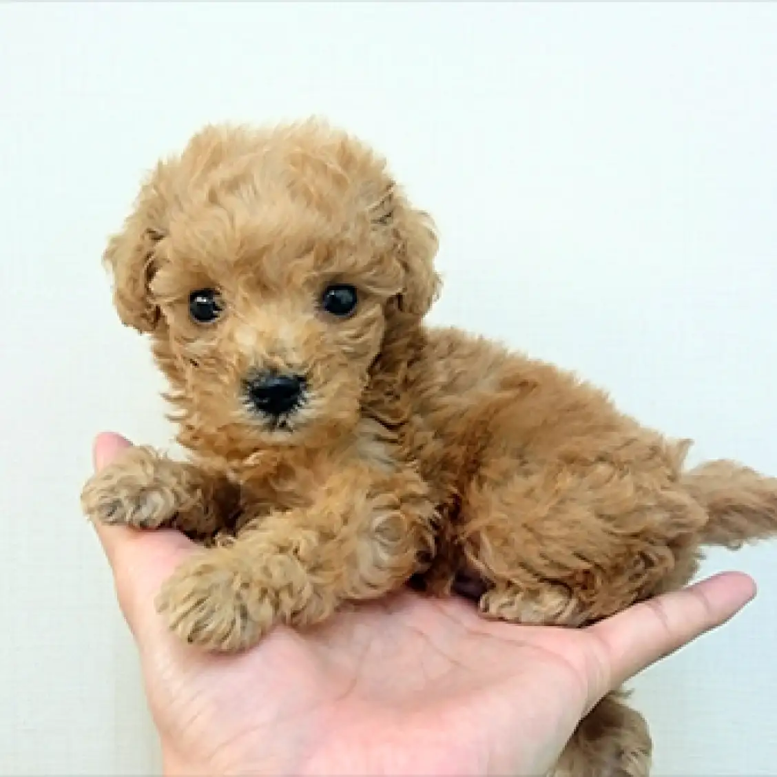 トイ・プードル