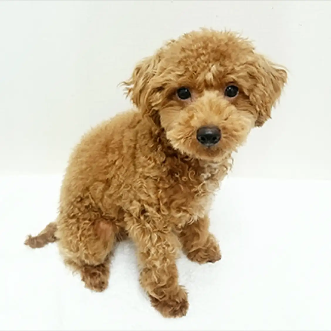 トイ・プードル