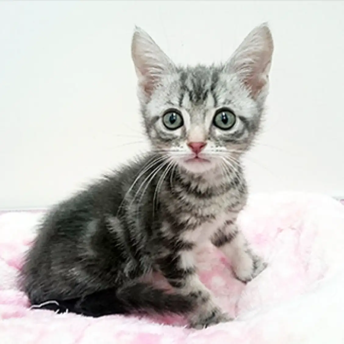 アメリカンショートヘア