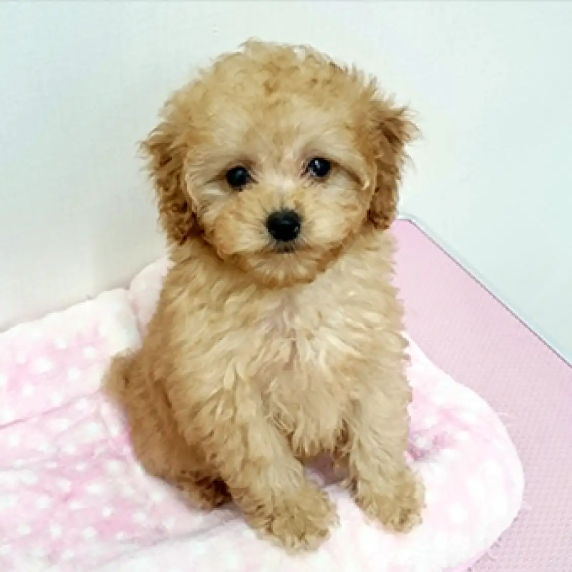 トイ・プードル