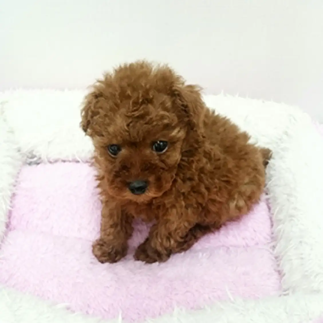 トイ・プードル