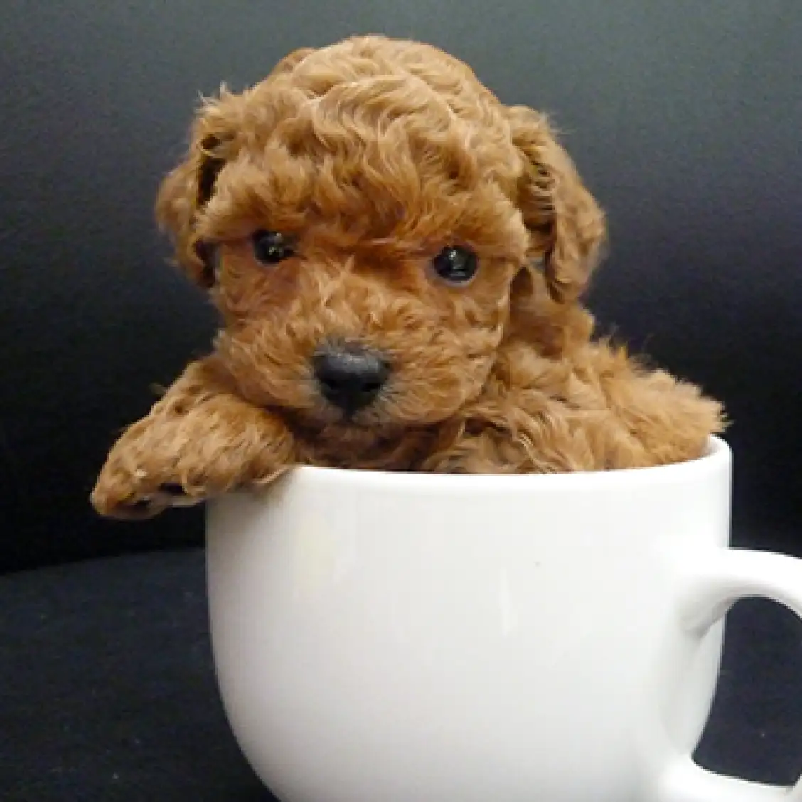 トイ・プードル