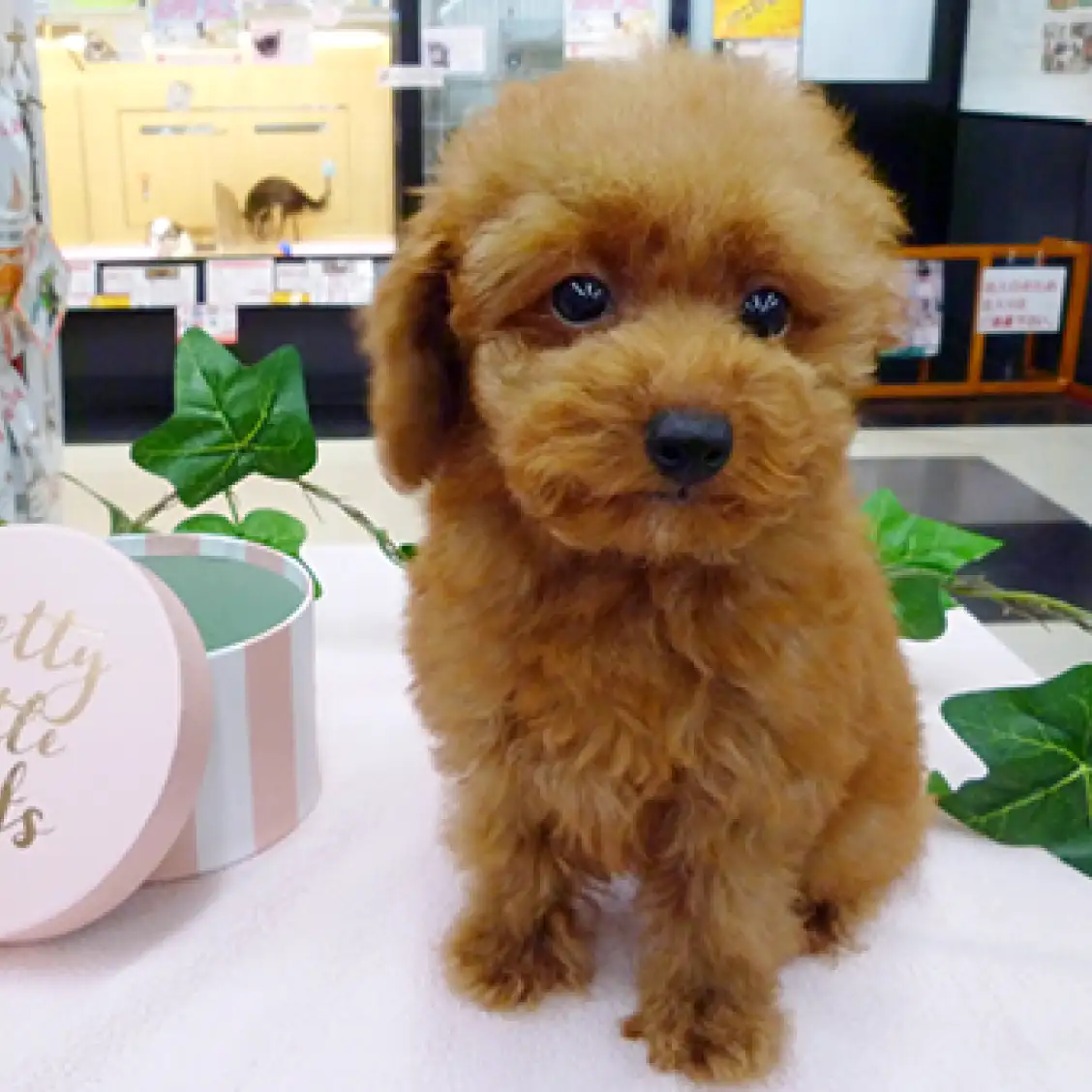 トイ・プードル