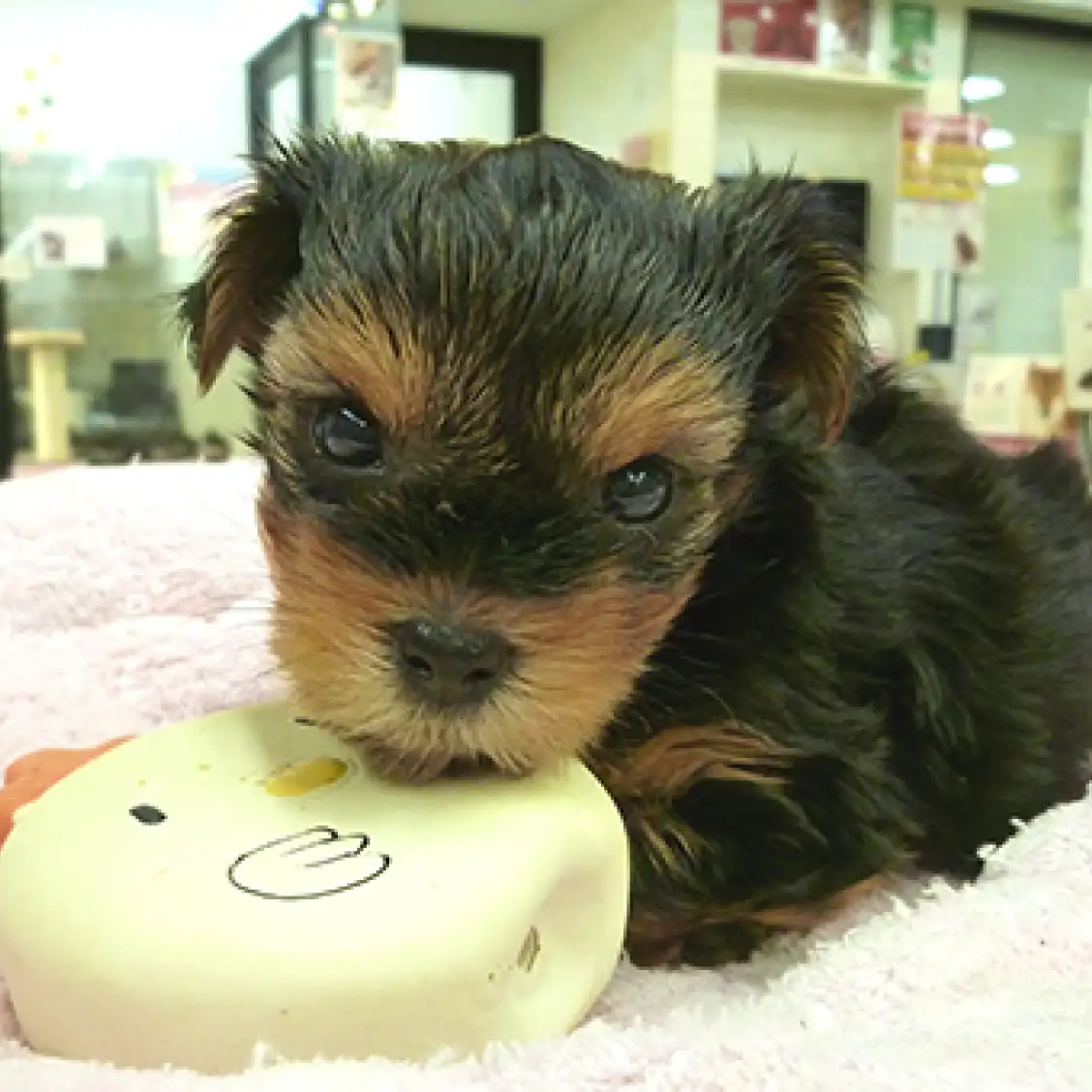 ヨークシャーテリア