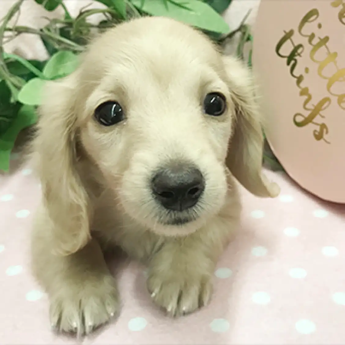 ミニチュア・ダックスフント