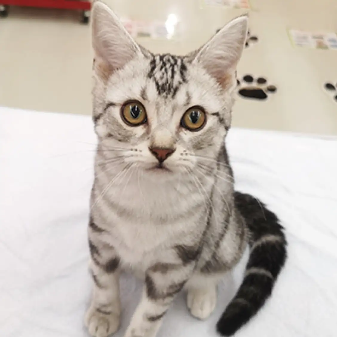 アメリカンショートヘア