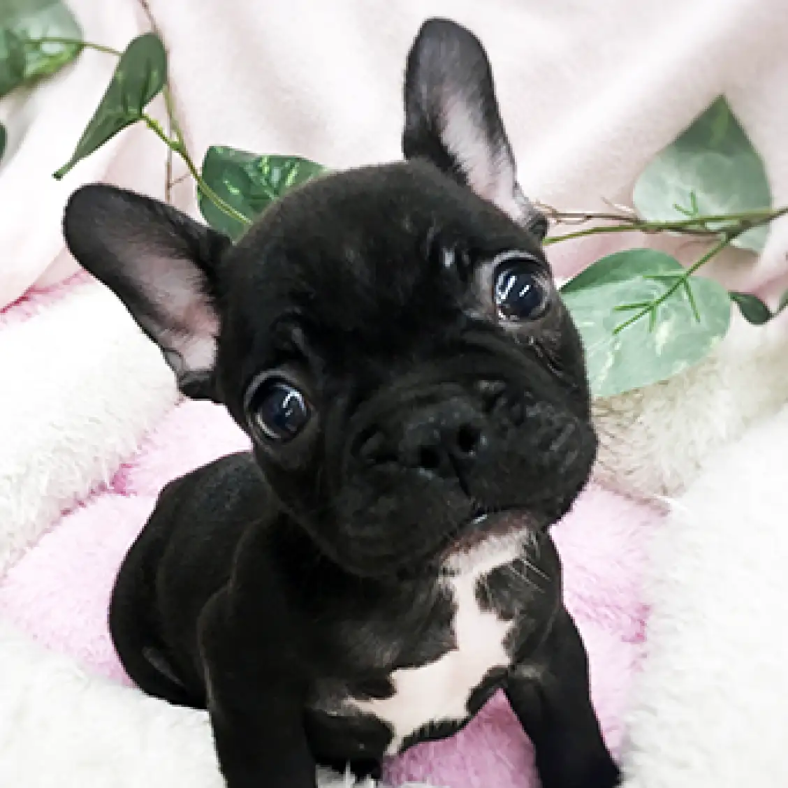 フレンチブルドッグ