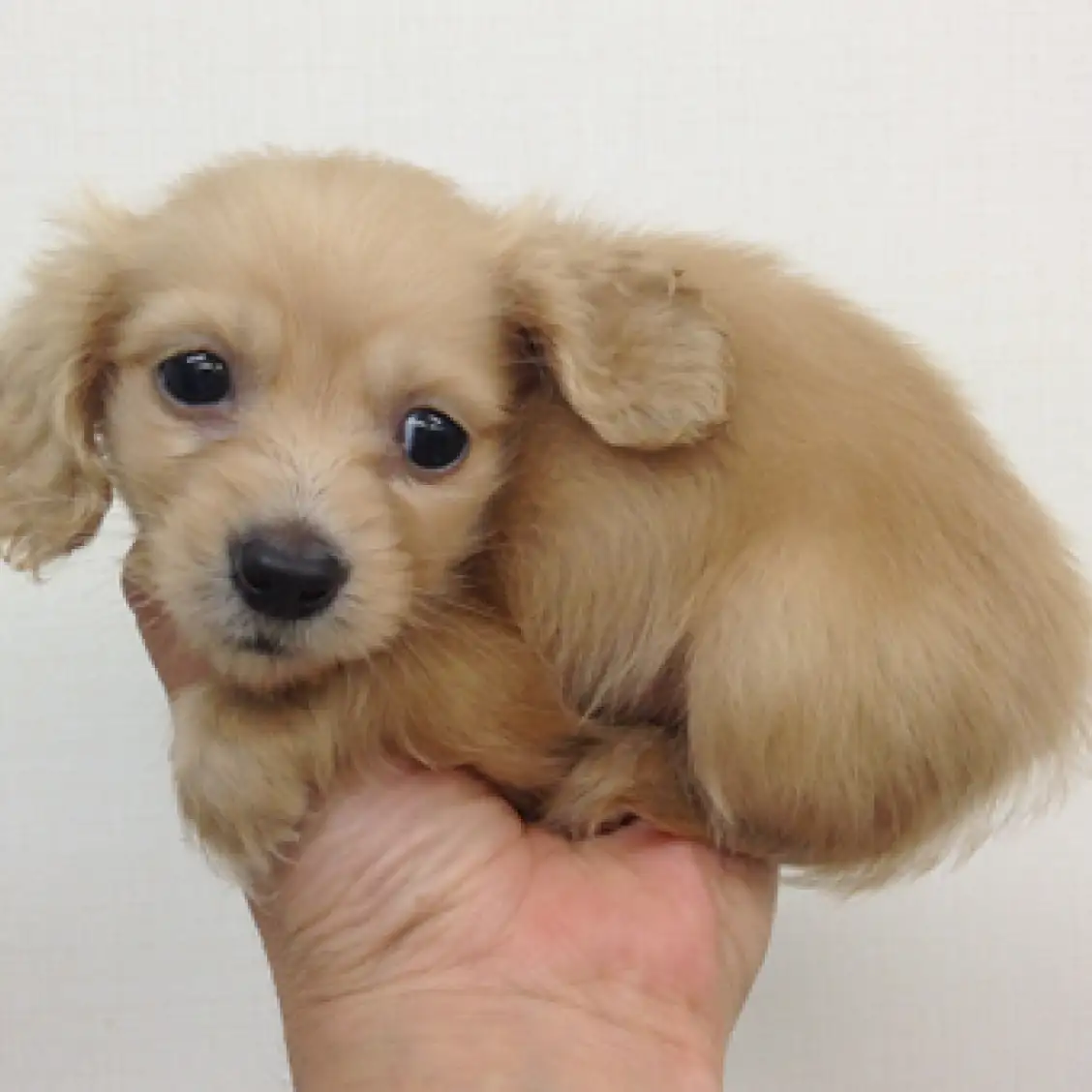 カニンヘン・ダックスフント