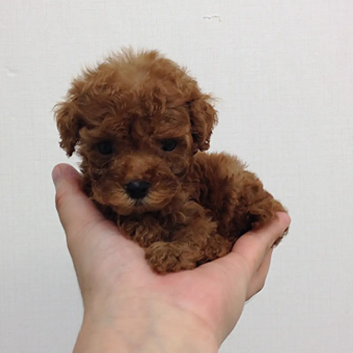 トイ・プードル