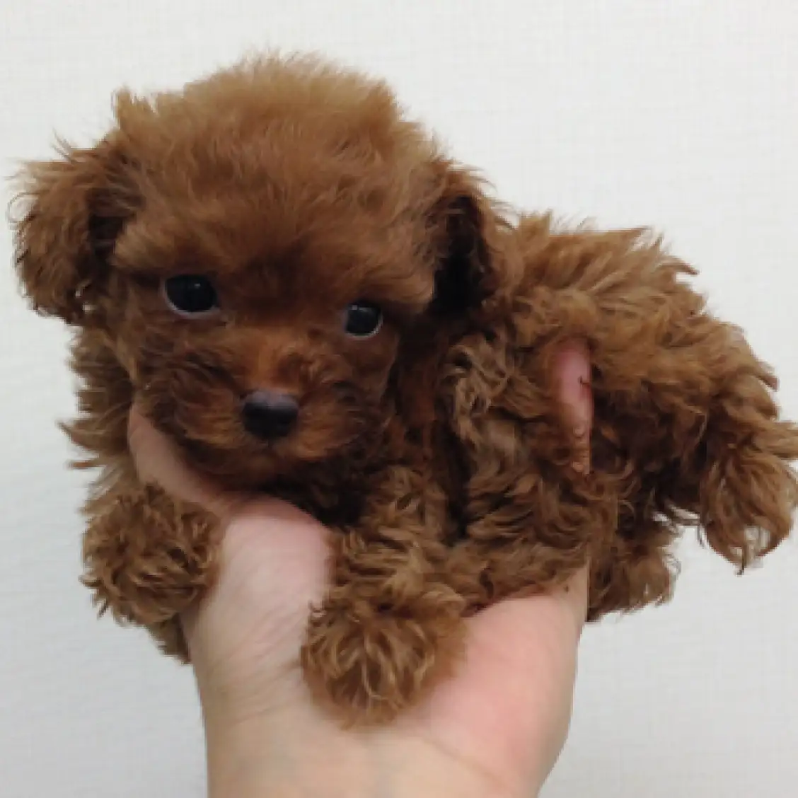 トイ・プードル