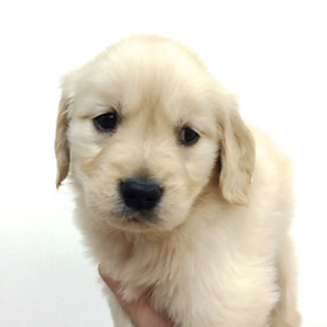 ゴールデンレトリバー