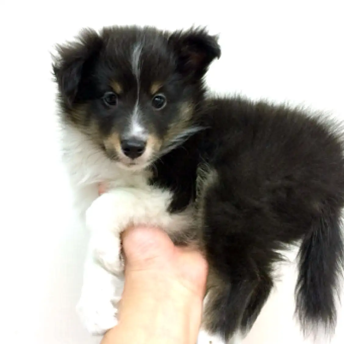 シェットランドシープドッグ