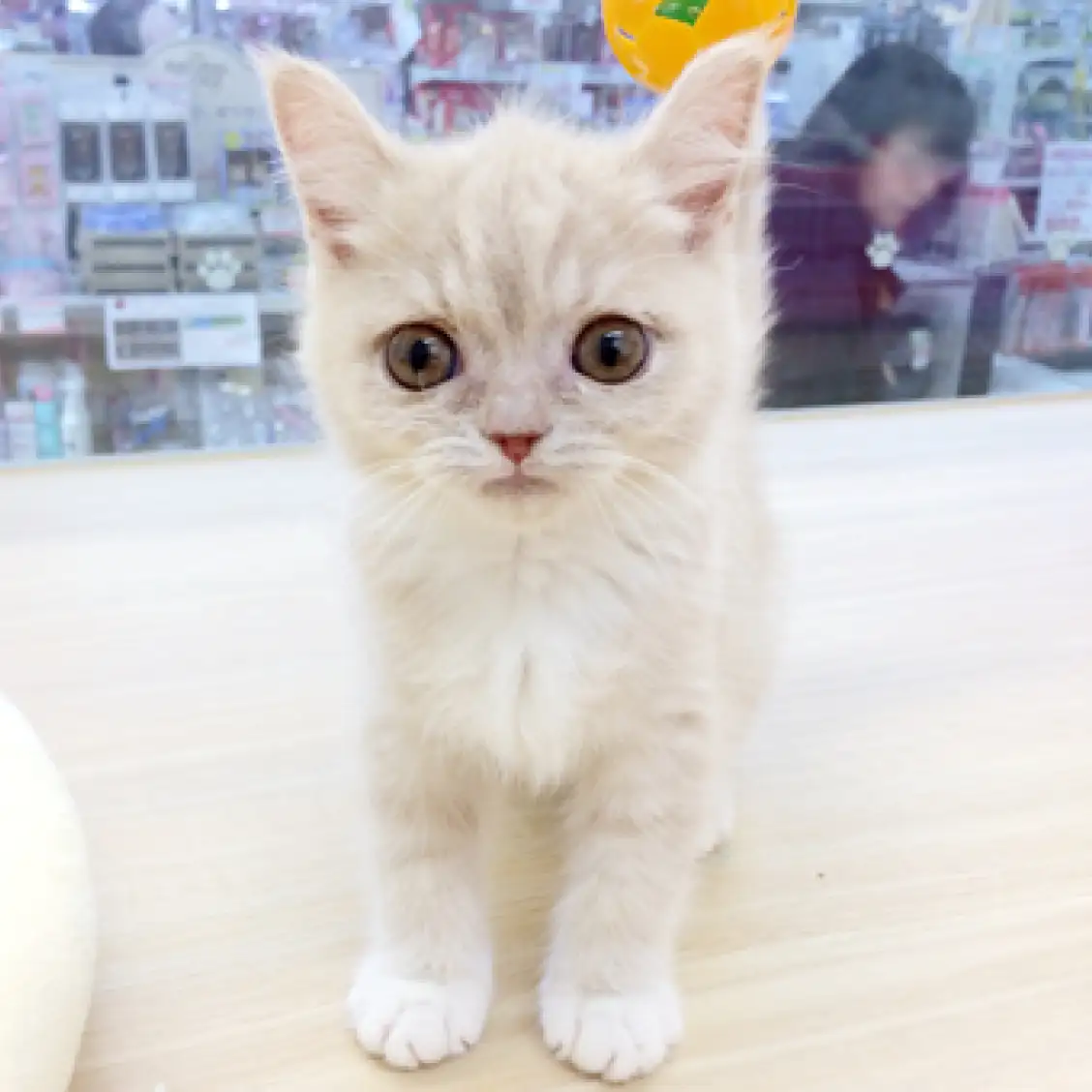 ブリティッシュショートヘア