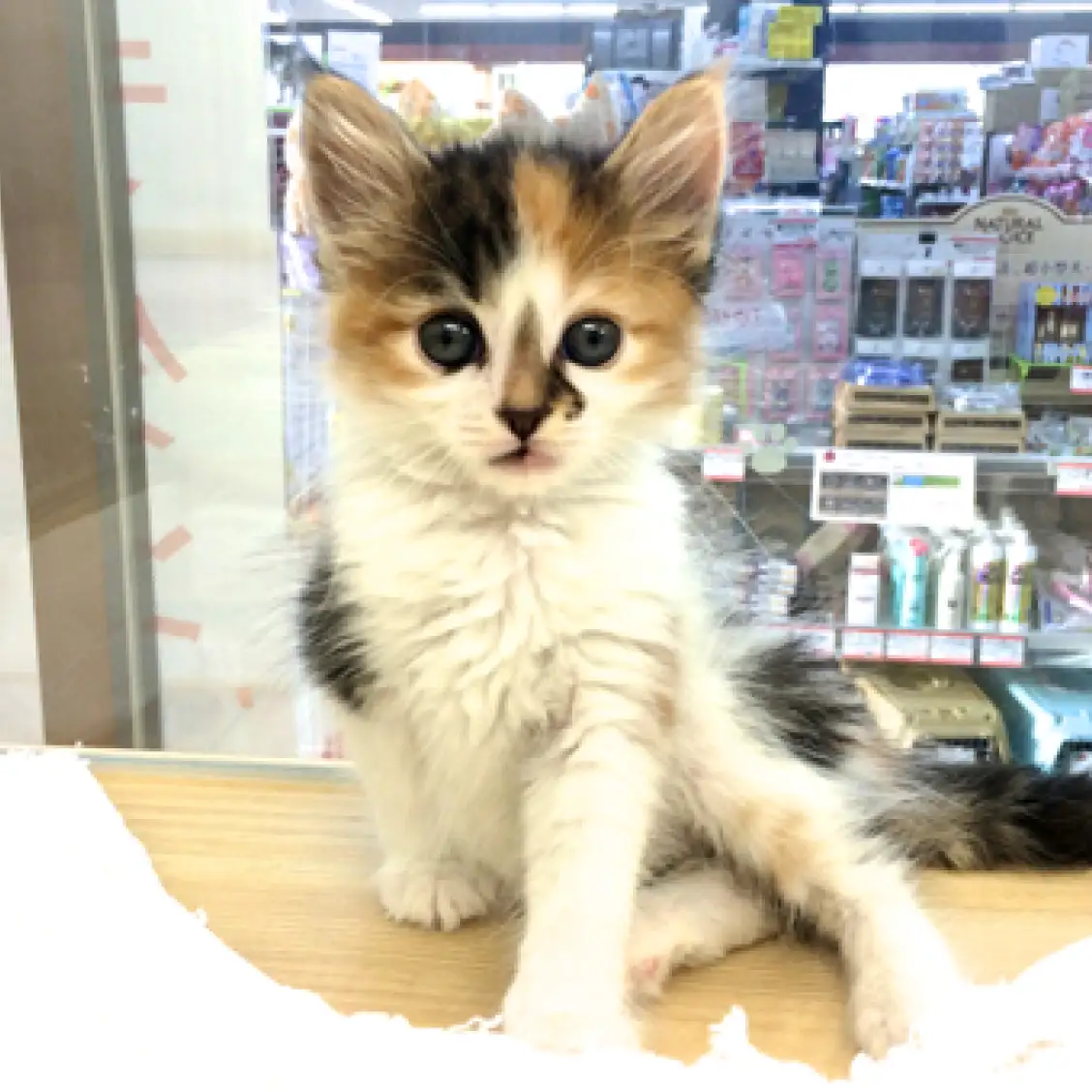 ノルウェージャンフォレストキャット