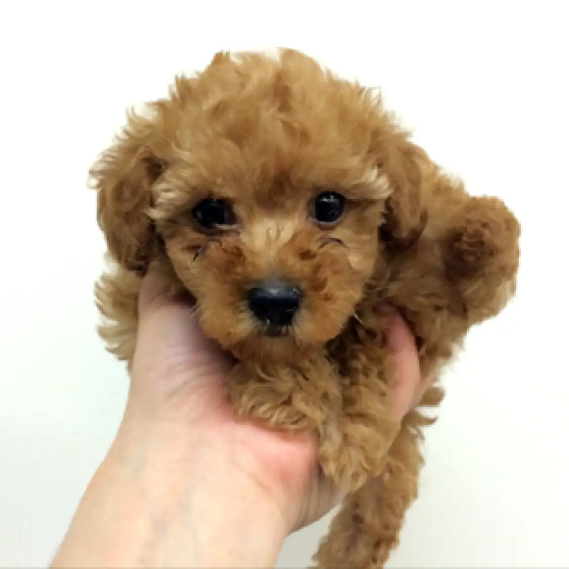 トイ・プードル