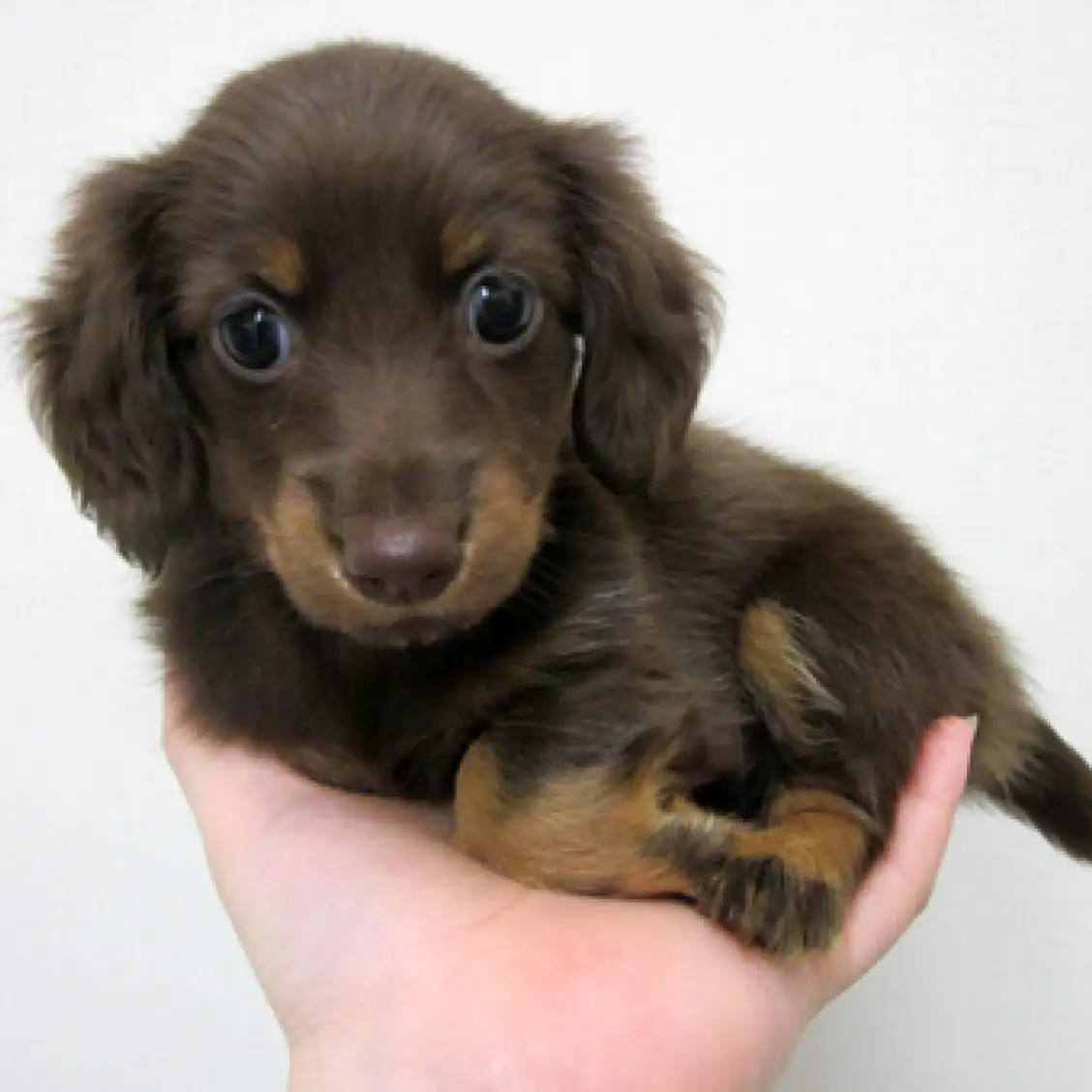 カニンヘン・ダックスフント