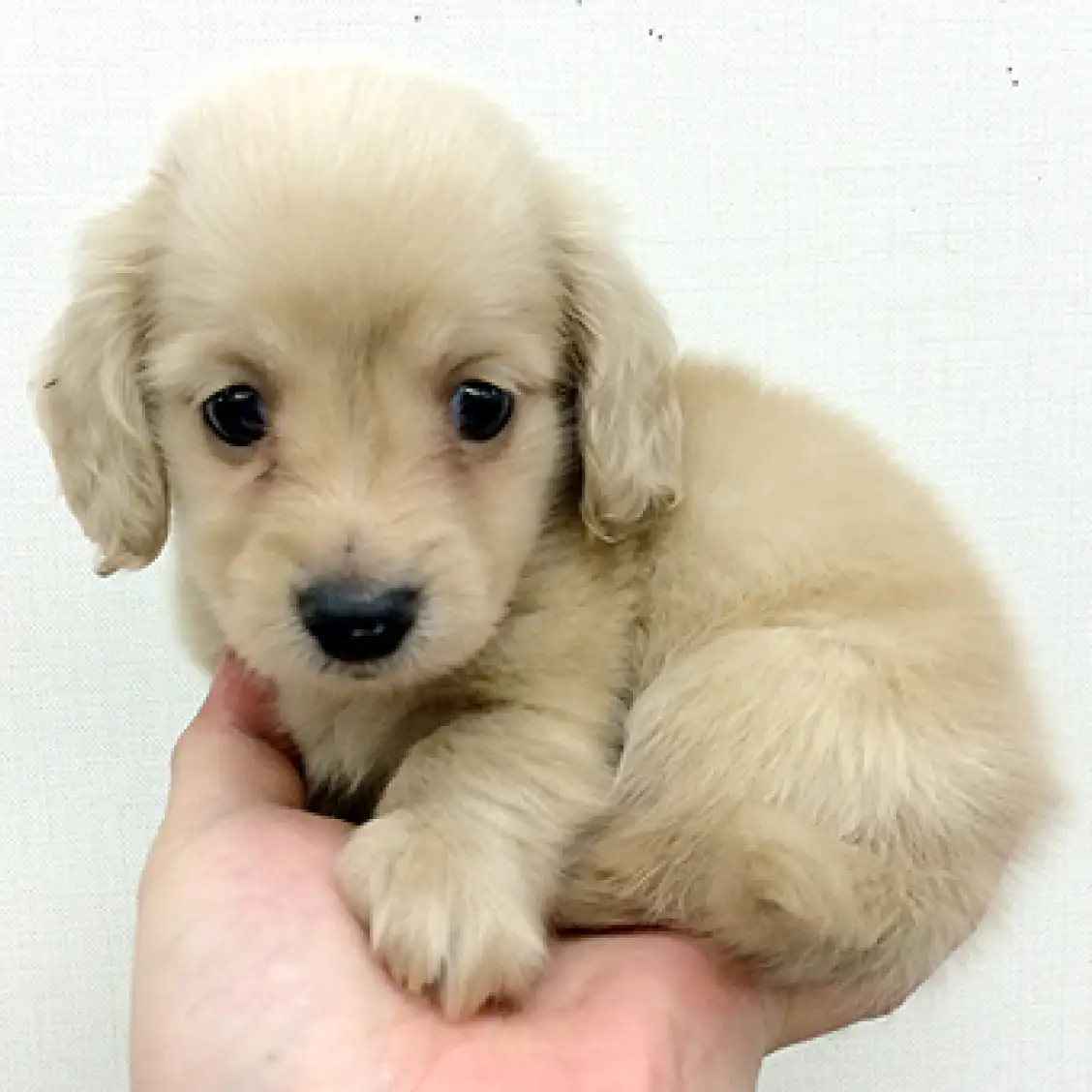 カニンヘン・ダックスフント