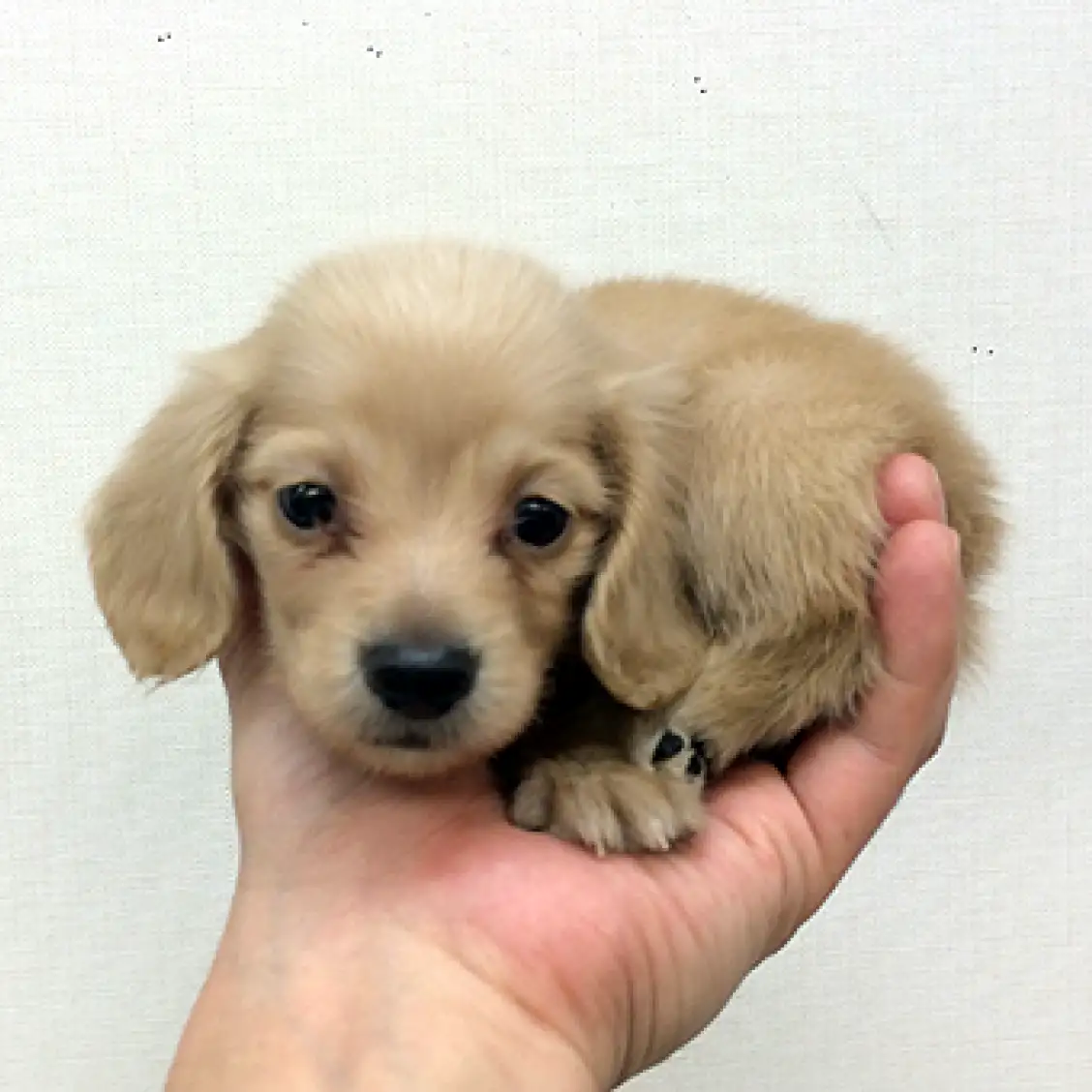 カニンヘン・ダックスフント