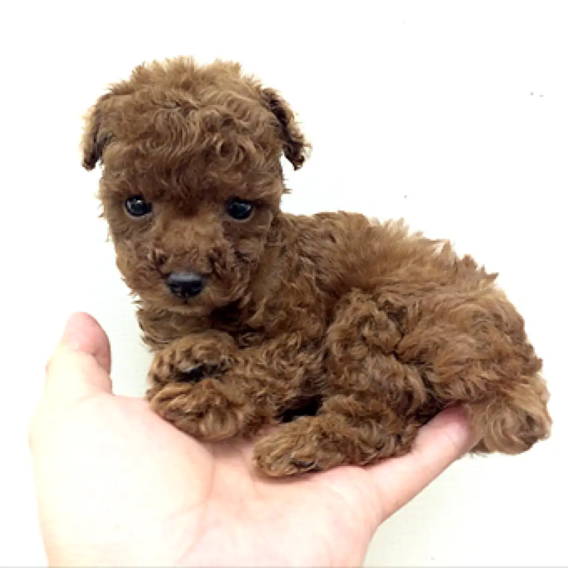 トイ・プードル