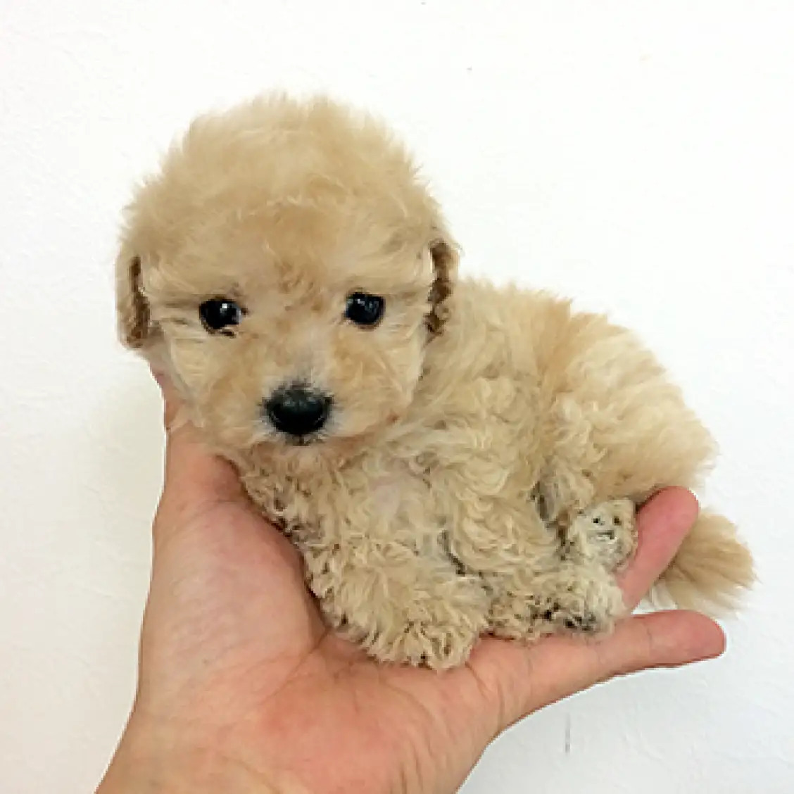 トイ・プードル