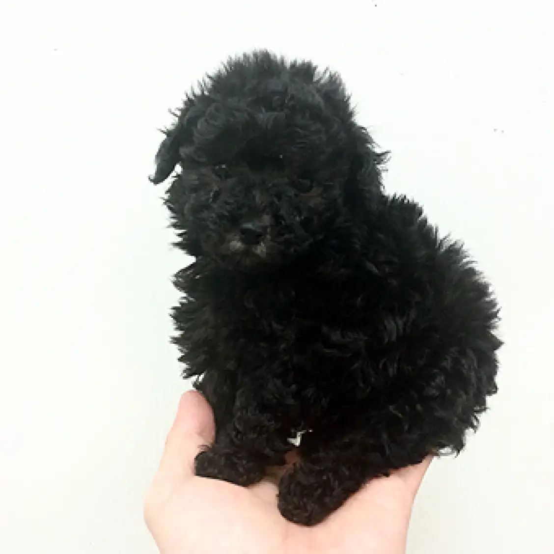 トイ・プードル