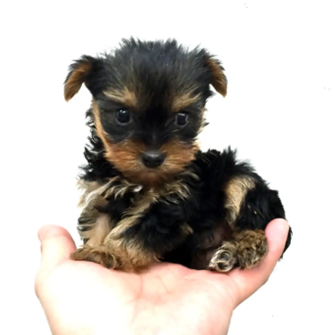 ヨークシャーテリア