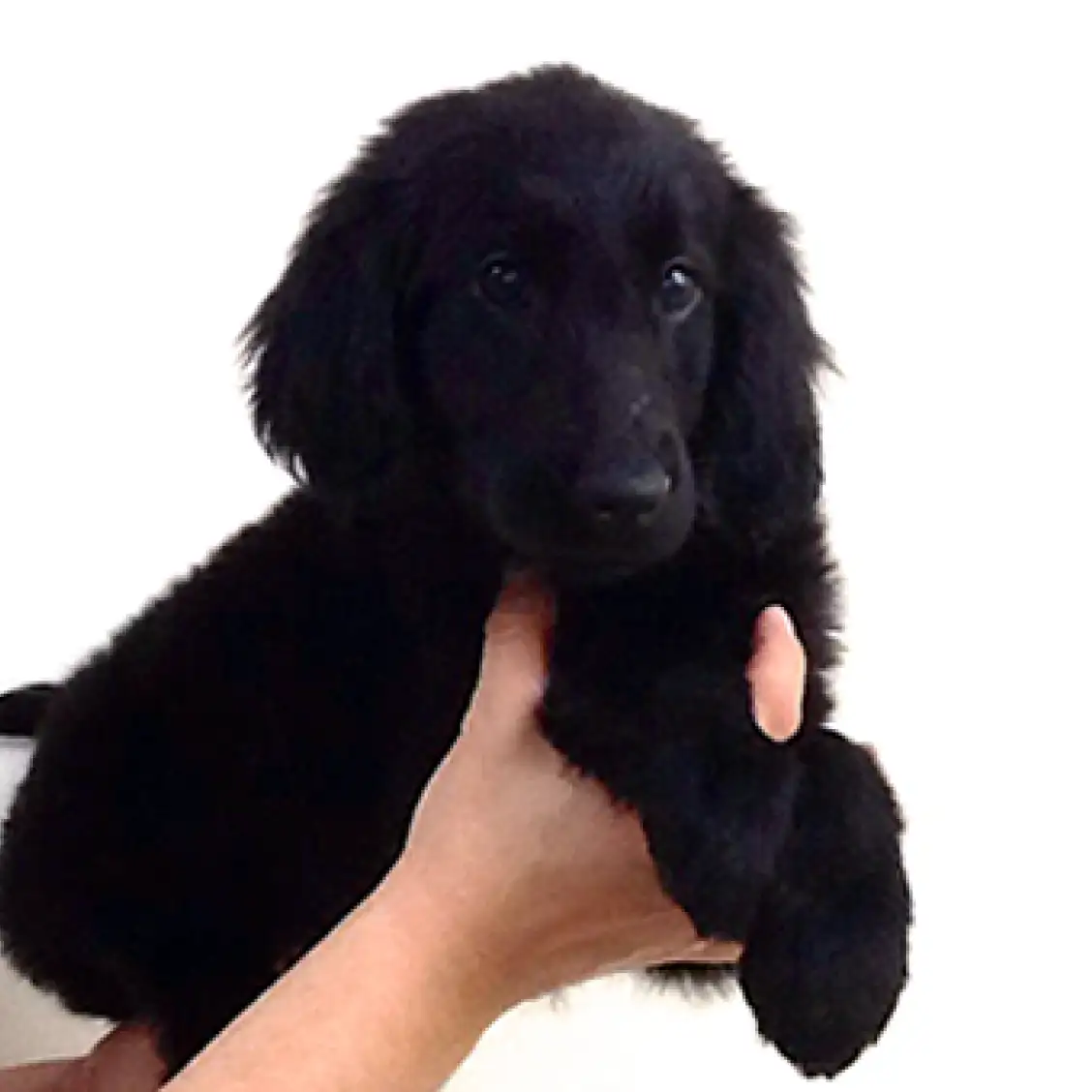 フラットコーテッドレトリバー