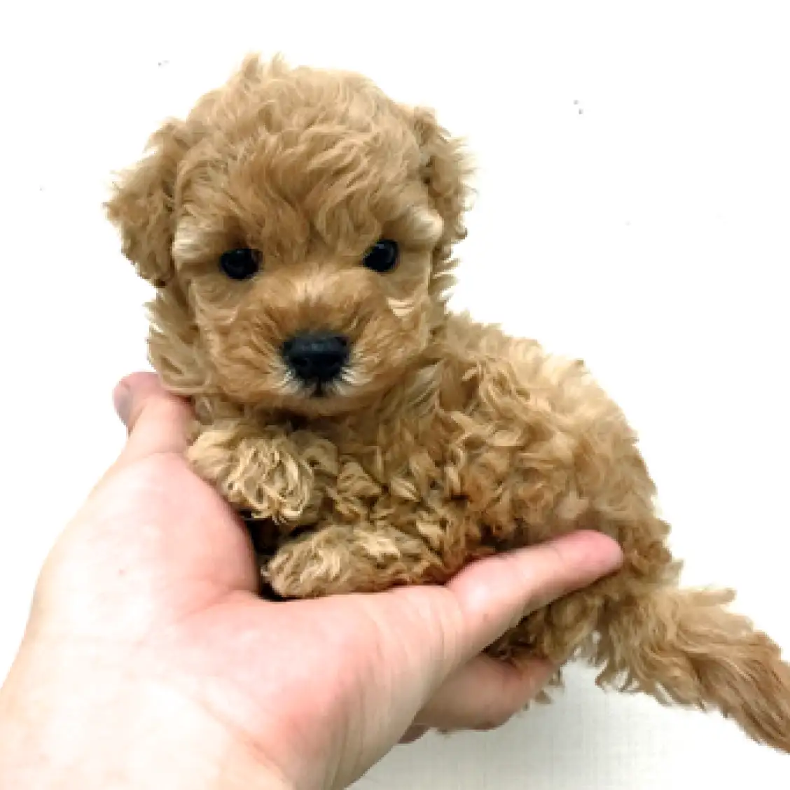 トイ・プードル