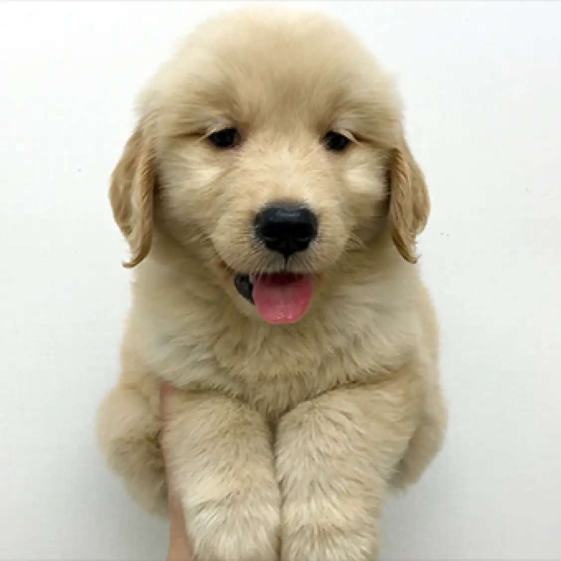 ゴールデンレトリバー