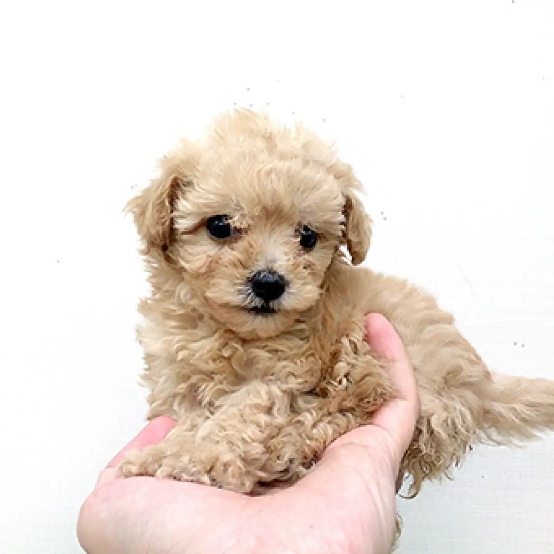 トイ・プードル