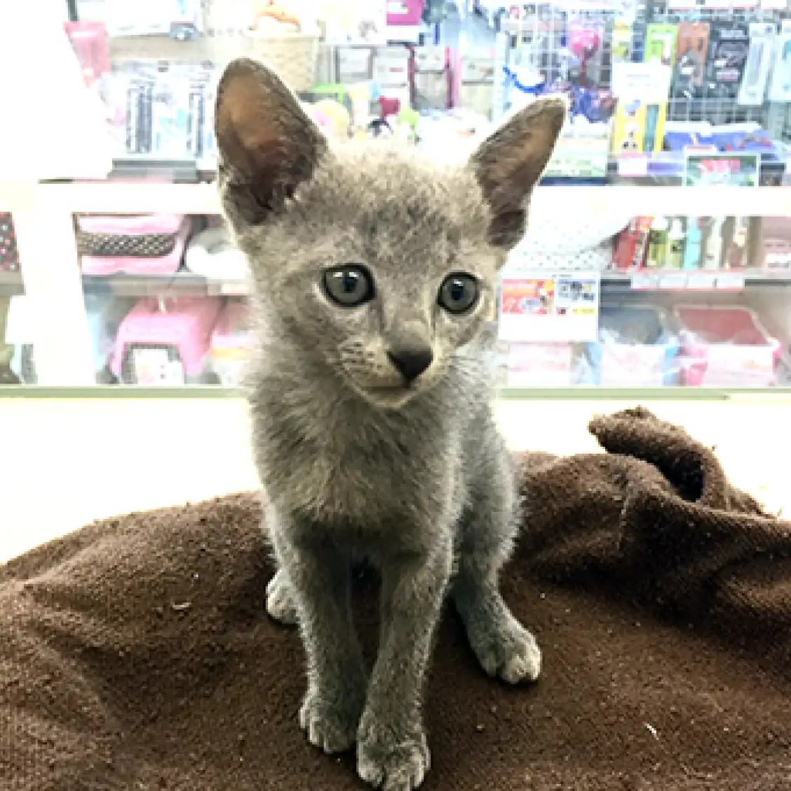 ロシアンブルー