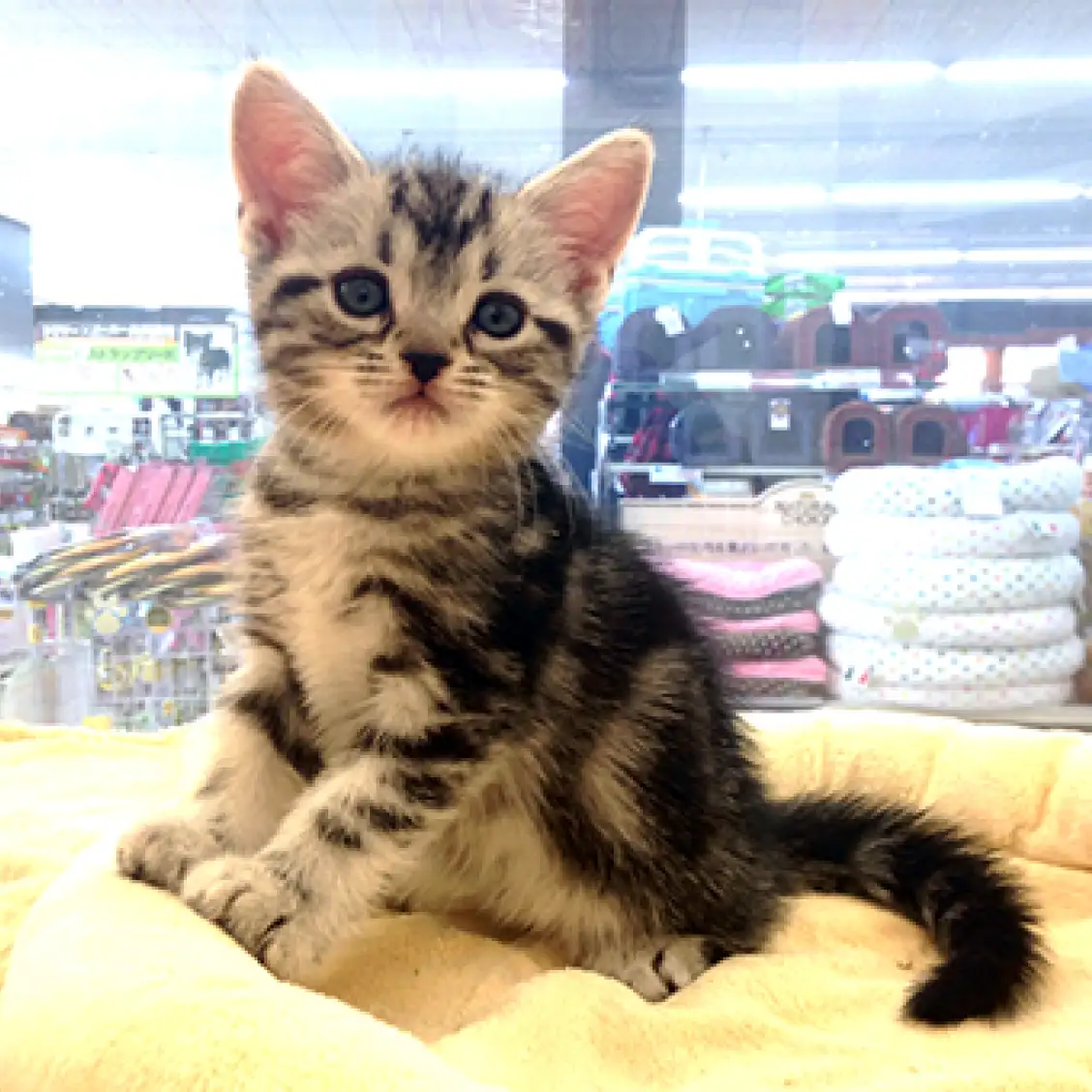 アメリカンショートヘア