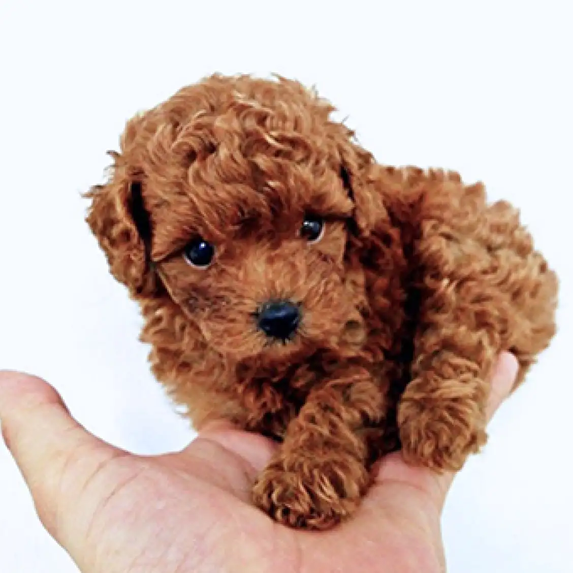 トイ・プードル