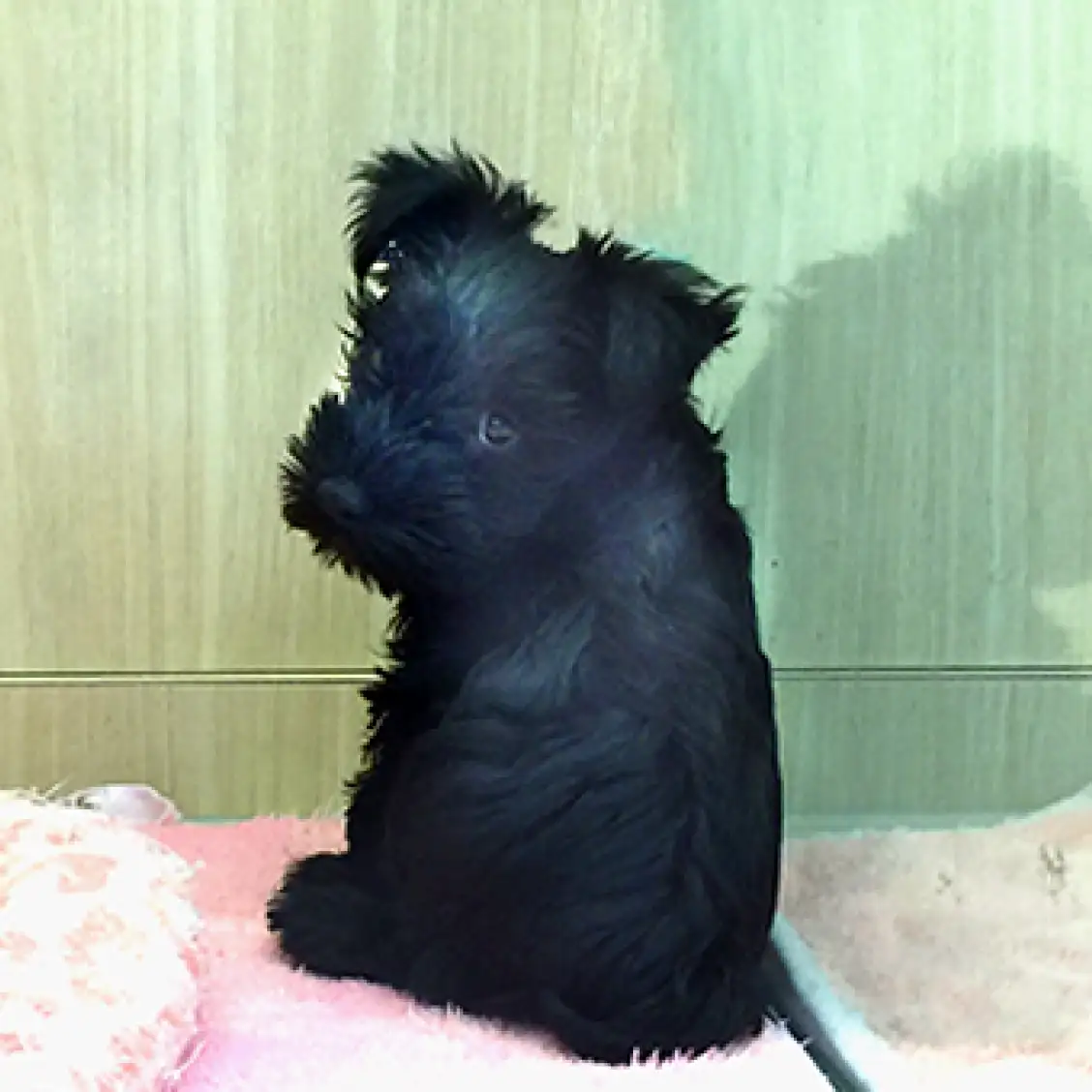 ミニチュア・シュナウザー